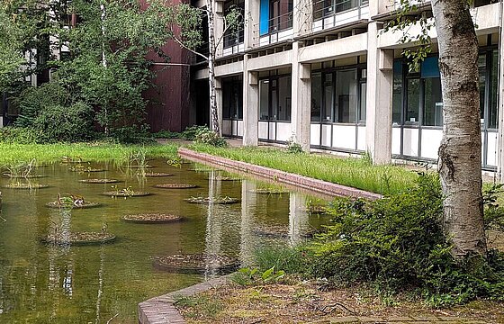 Blick von schräg oben auf ein flaches Wasserbecken - davor eine Birke
